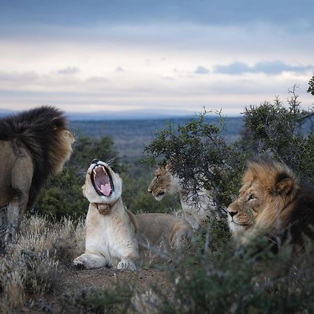 Kuzuko Lodge Addo Dış mekan fotoğraf