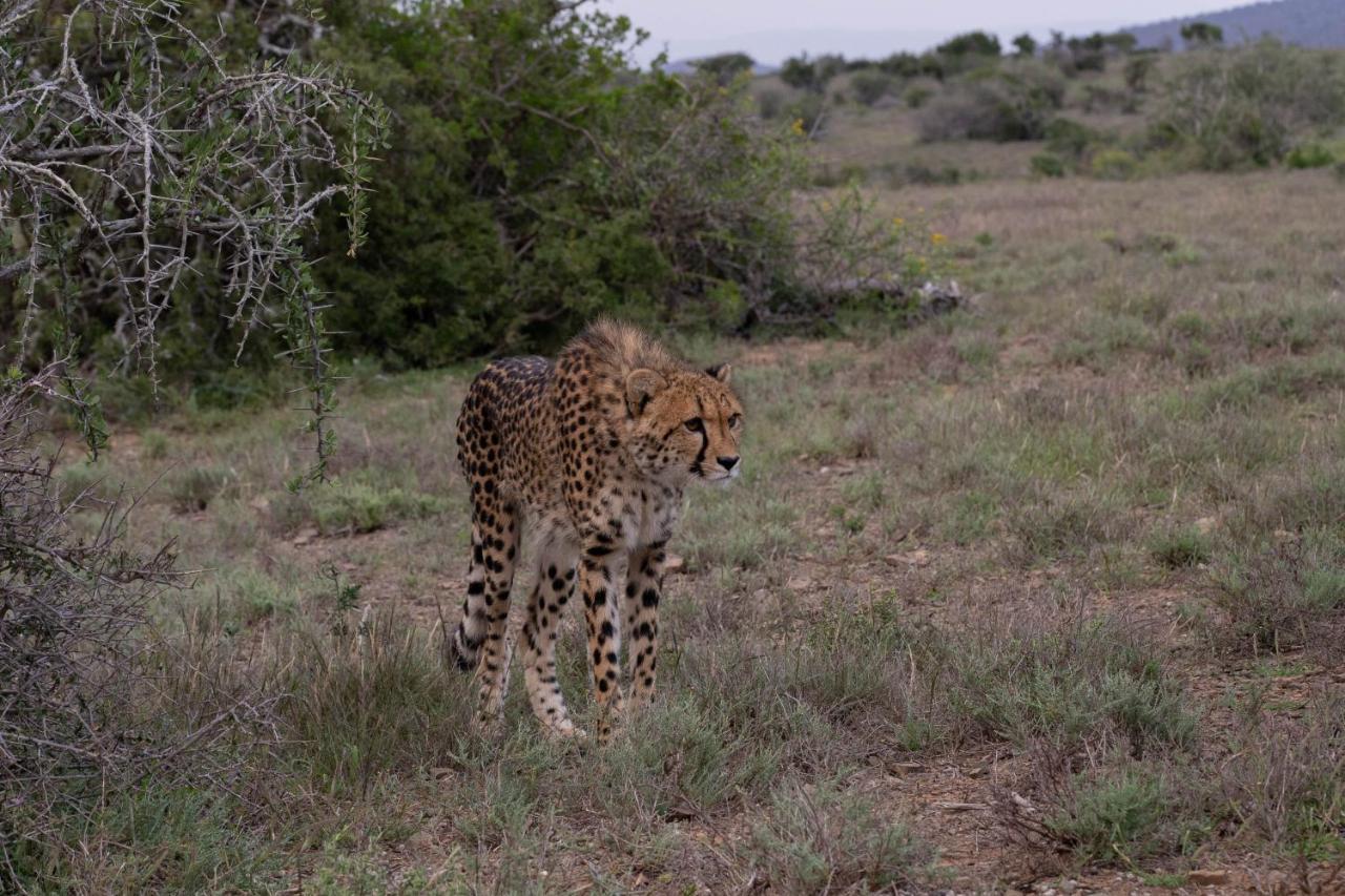 Kuzuko Lodge Addo Dış mekan fotoğraf