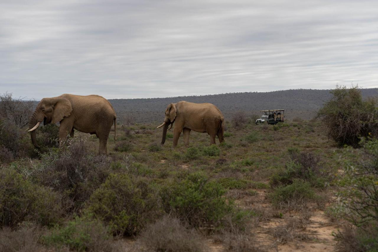 Kuzuko Lodge Addo Dış mekan fotoğraf
