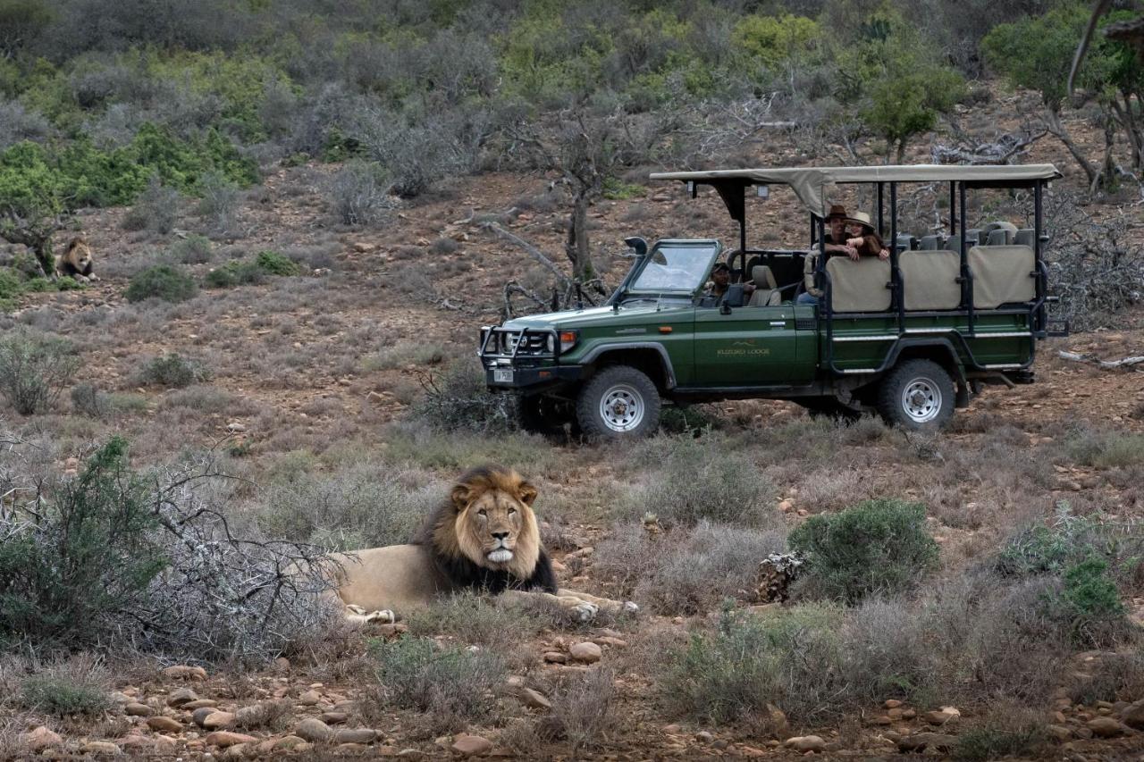 Kuzuko Lodge Addo Dış mekan fotoğraf