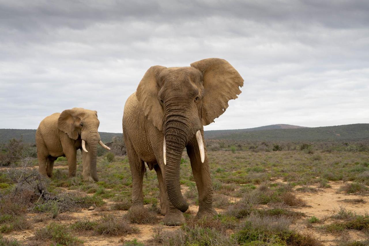 Kuzuko Lodge Addo Dış mekan fotoğraf