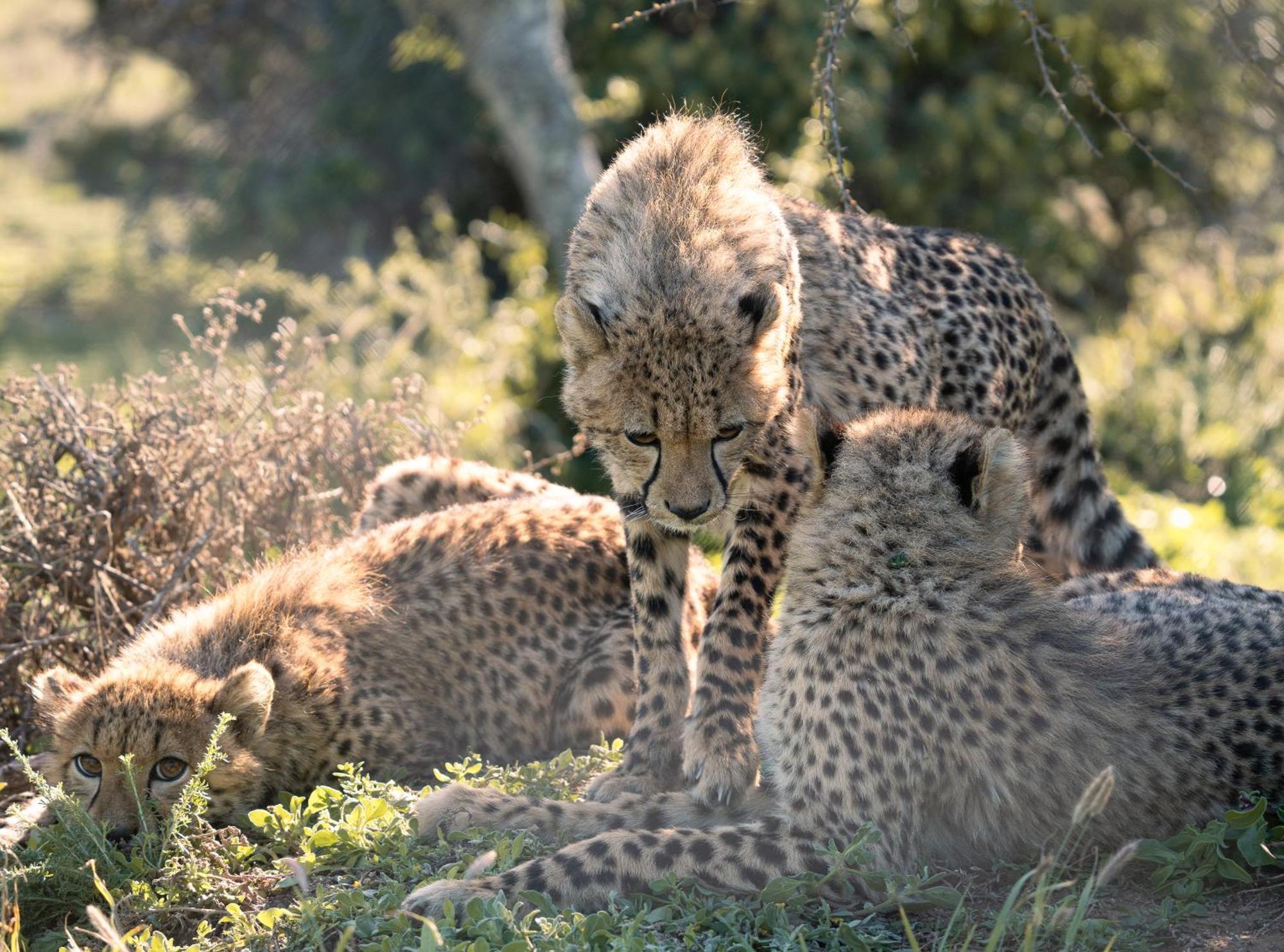 Kuzuko Lodge Addo Dış mekan fotoğraf