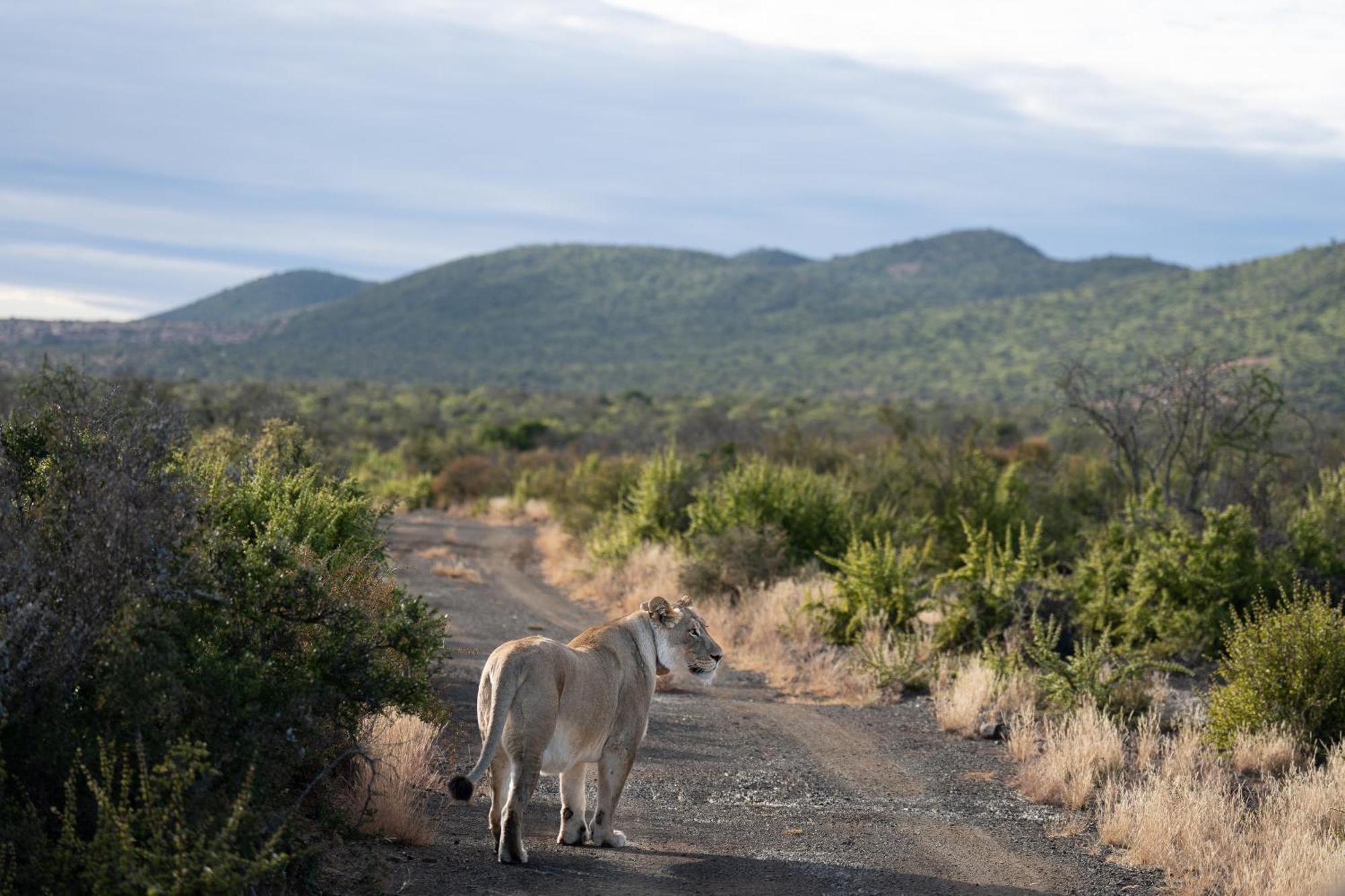 Kuzuko Lodge Addo Dış mekan fotoğraf