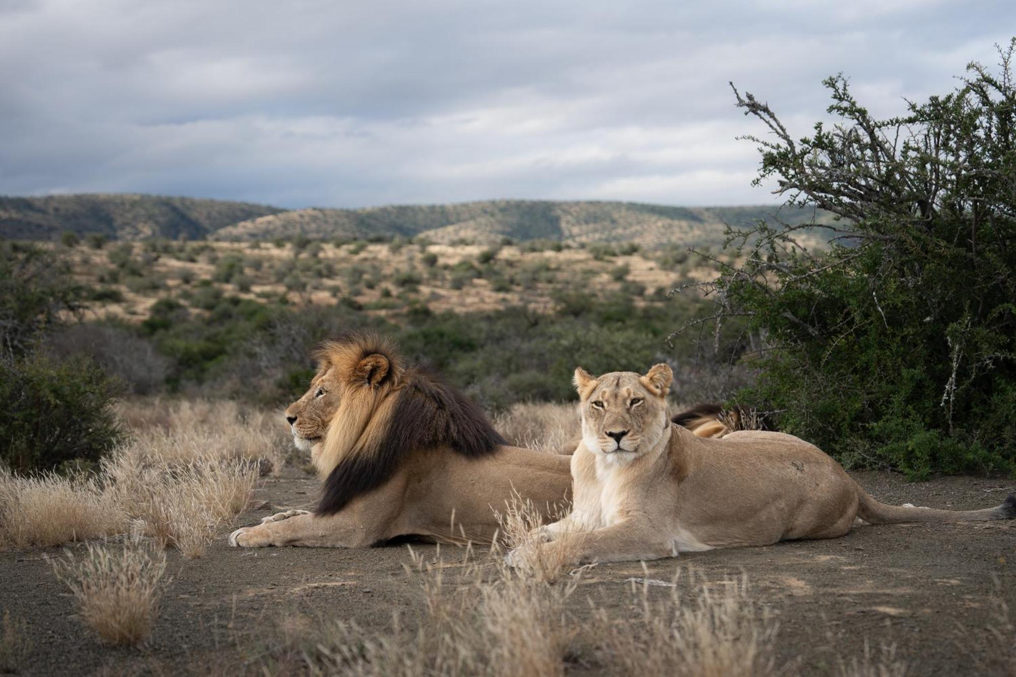 Kuzuko Lodge Addo Dış mekan fotoğraf
