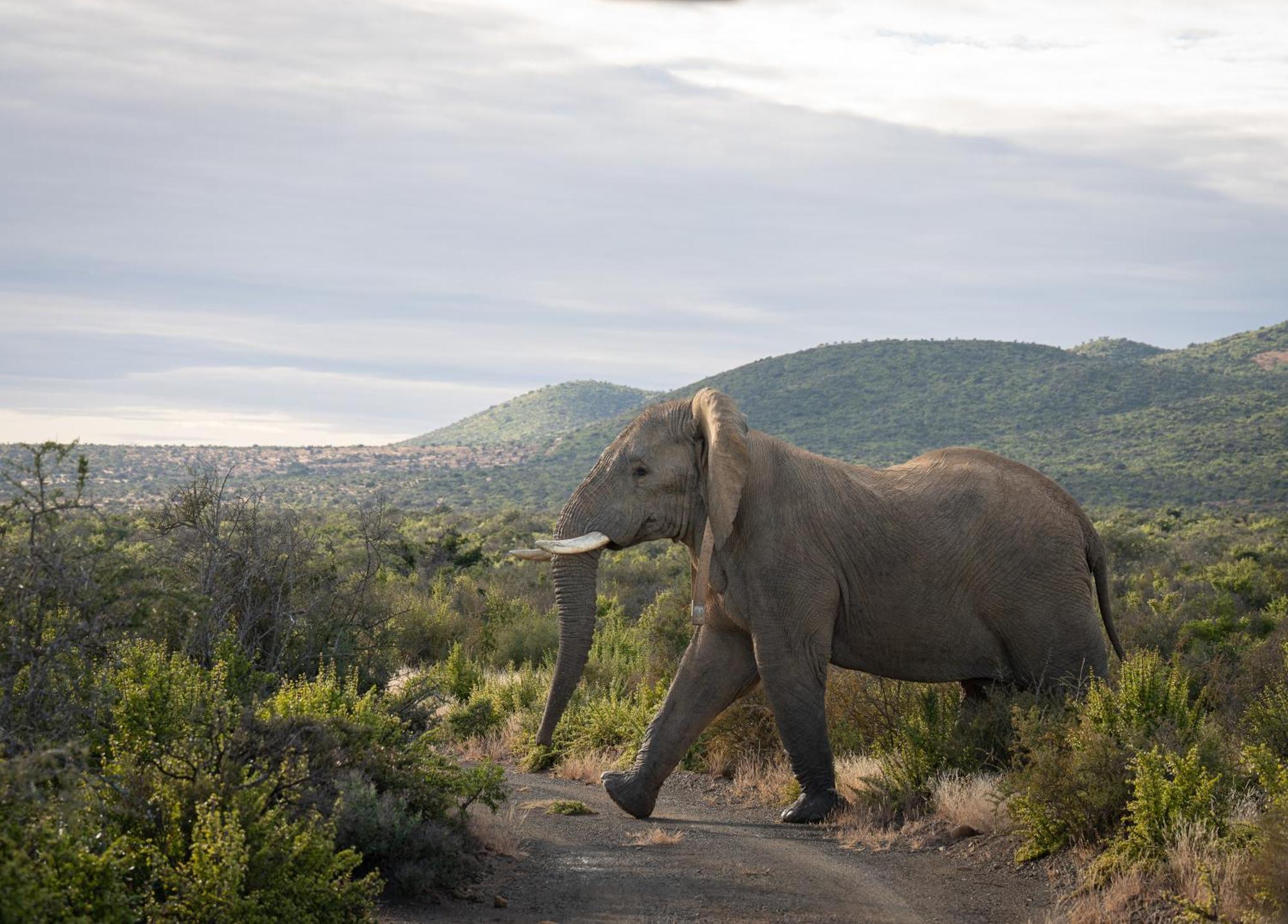 Kuzuko Lodge Addo Dış mekan fotoğraf