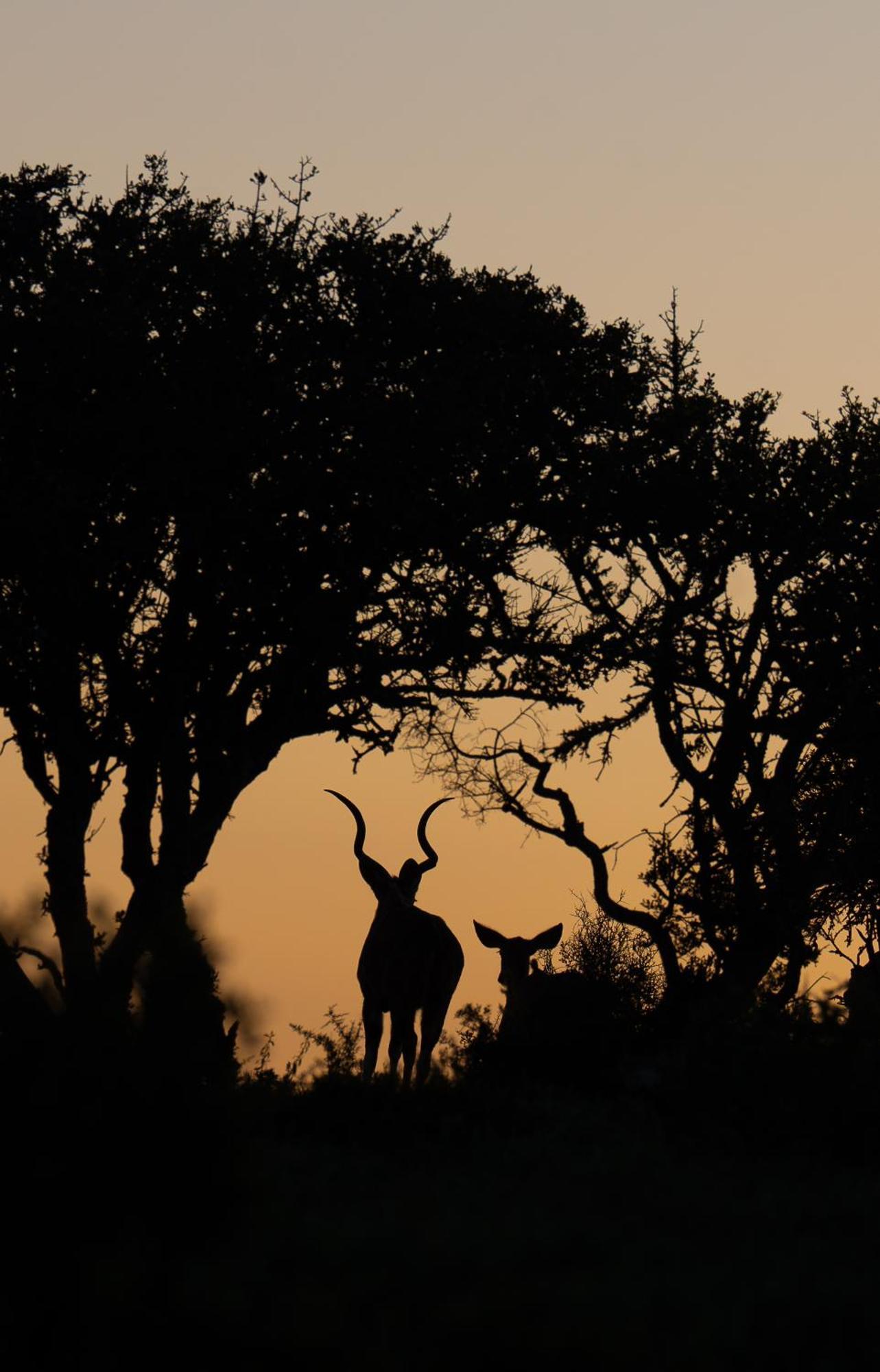 Kuzuko Lodge Addo Dış mekan fotoğraf