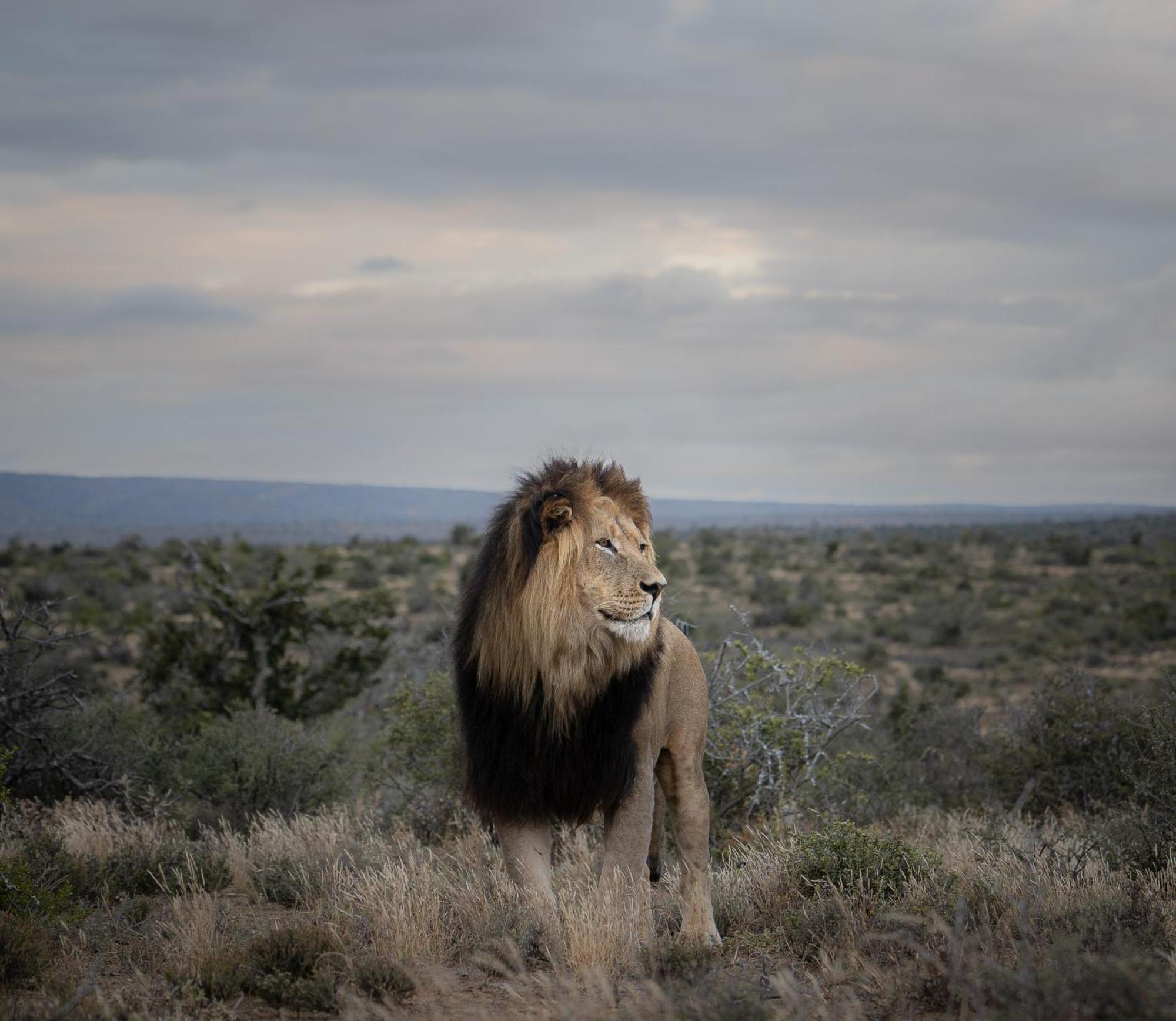 Kuzuko Lodge Addo Dış mekan fotoğraf
